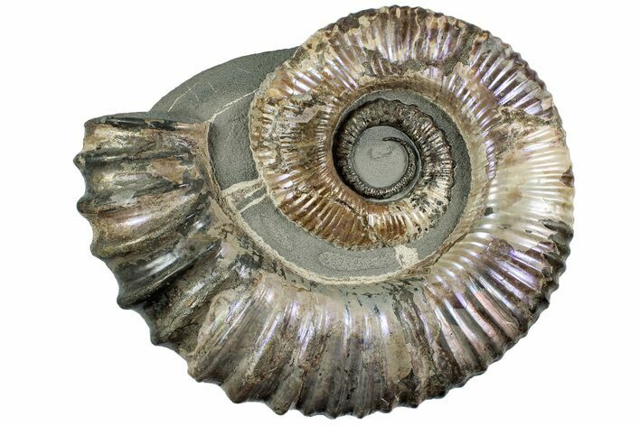 Purple Iridescent Ammonite (Proaustraliceras) Fossil - Russia #228163